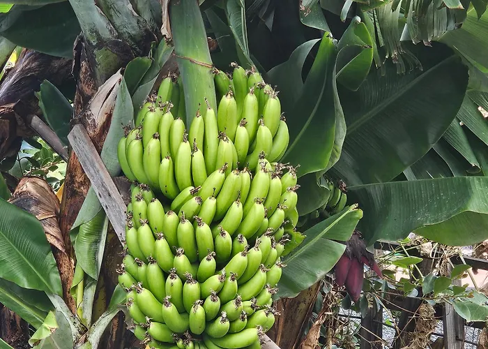 아파트 Joli Larano - Bbq In *